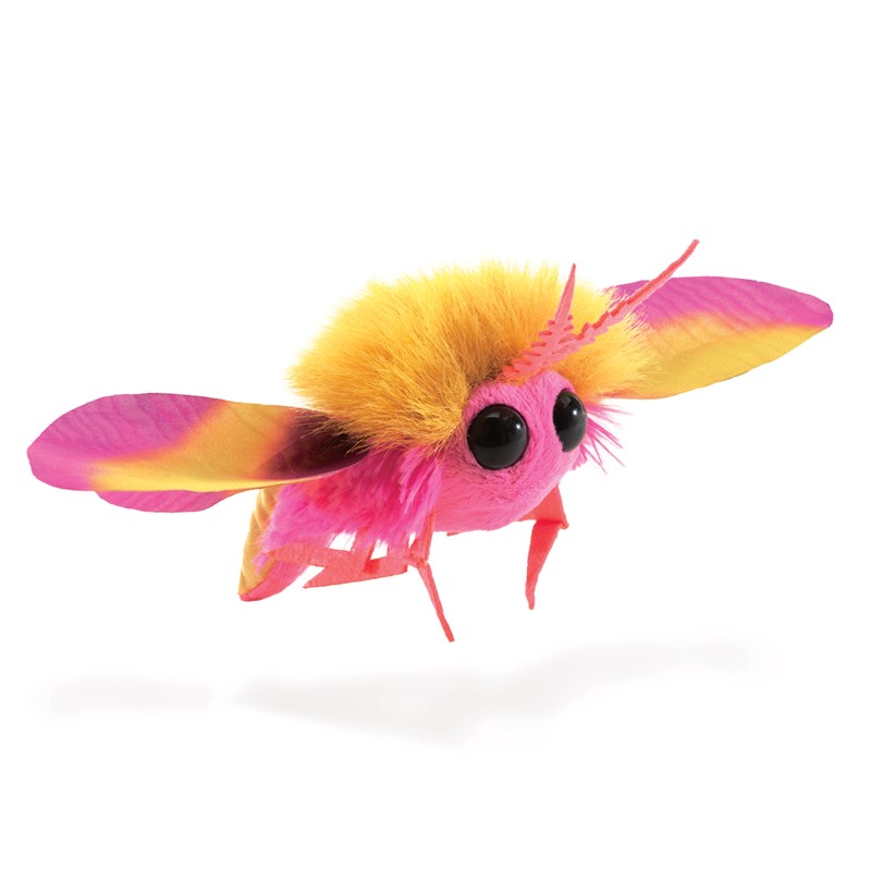 A rosy maple moth on fingers. Stock Photo