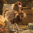 Folkmanis Hen 3094 View 2