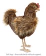 Folkmanis Hen 3094 View 5
