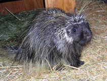 A rehabilitating animal from Ellicott Wildlife Rehabilitation Center.