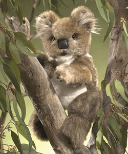 Folkmanis Koala in a eucalyptus tree set